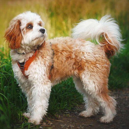 Cavapoo Dog Breed Information | Purina